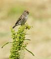 Brunsisik - Lesser redpoll (Carduelis cabaret)